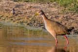 Giant Wood Rail