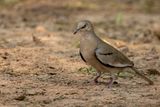 Picui Ground Dove