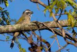 Green-winged Saltator