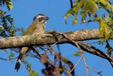 Green-winged Saltator