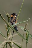 Rusty-collared Seedeater (m)