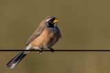 Many-colored Chaco Finch