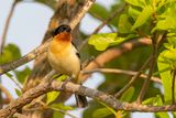 White-rumped Tanager