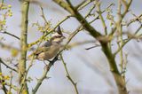 Black-crested Finch