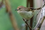 Large-billed Scrubwren - Nachtegaalstruiksluiper - Sricorne  grand bec