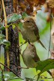 Large-billed Scrubwren - Nachtegaalstruiksluiper - Sricorne  grand bec