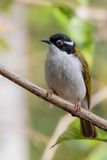 White-throated Honeyeater - Witkinhoningeter - Mliphage  menton blanc