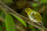 Dark-eyed White-eye - Zwartoogbrilvogel - Zostrops de Tetepare