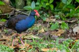 Purple Swamphen - Purperkoet - Talve sultane
