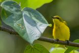 Sahul Sunbird - Souimanga  moustaches (f)