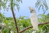 Solomons Corella - Ducorps Kaketoe - Cacatos de Ducorps