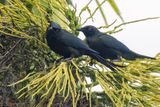 Metallic Starling - Violette Purperspreeuw - Stourne luisant
