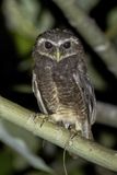 Malaita Owl - Malaitavalkuil - Chevche de Malaita