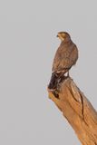 Grasshopper Buzzard - Sprinkhaanbuizerd - Busautour des sauterelles