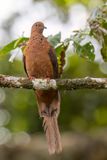 Spot-breasted Cuckoo-Dove - Mackinlays Koekoeksduif - Phasianelle de Mackinlay