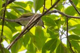 Makira White-eye - Grijskeelbrilvogel - Zostrops  gorge grise
