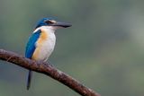 Sacred Kingfisher - Heilige IJsvogel - Martin-chasseur sacr