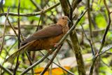 Spot-breasted Cuckoo-Dove