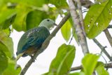 Silver-capped Fruit Dove
