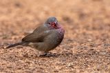 Brown Firefinch - Bruine Amarant - Amarante nitidule (m)