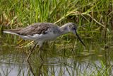 Common Greenshank - Groenpootruiter - Chevalier aboyeur