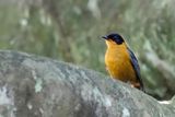 Chorister Robin-Chat - Choristerlawaaimaker - Cossyphe choriste