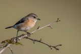 African Stonechat - Afrikaanse Roodborsttapuit - Tarier africain (f)