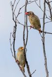 Red-billed Quelea -  Roodbekwever - Travailleur  bec rouge (m+f)