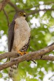 Little Sparrowhawk - Oost-Afrikaanse Dwergsperwer - pervier minule