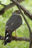 Little Sparrowhawk - Oost-Afrikaanse Dwergsperwer - pervier minule