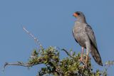 Pale Chanting Goshawk - Zanghavik - Autour chanteur