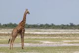 Southern giraffe