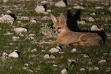 Cape fox