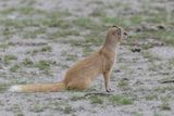 Yellow mongoose
