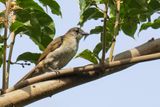Slender-billed Greenbul - Dunsnavelbuulbuul - Bulbul  bec grle