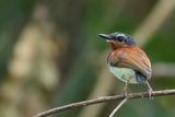 West African Wattle-eye - Witneklelvliegenvanger - Pririt de Guine (f)