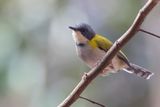 Black-capped Apalis - Zwartkapapalis - Apalis  calotte noire