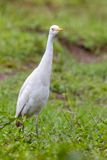 Western Cattle Egret - Koereiger - Hron garde-boeufs