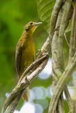 Yellow-bearded Greenbul - Groene Baardbuulbuul - Bulbul  barbe jaune