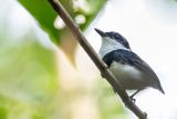 West African Wattle-eye - Witneklelvliegenvanger - Pririt de Guine (m)