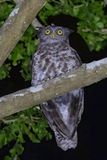 Akun Eagle-Owl - Akoenoehoe - Grand-duc tachet