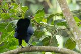 Yellow-billed Turaco - Geelsnaveltoerako - Touraco  gros bec
