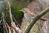 Rufous-winged Illadopsis - Roodvleugellijstertimalia - Akalat  ailes rousses