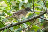 Simple Greenbul - Hartlaubs Buulbuul - Bulbul modeste