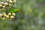 Philippine Hanging Parrot - Filipijnse Vleermuisparkiet - Coryllis des Philippines