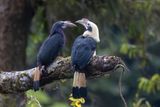 Mindanao Hornbill - Mindanaoneushoornvogel - Calao de Mindanao (m+f)