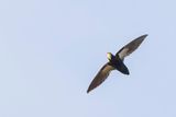 Philippine Spinetail - Filipijnse Gierzwaluw - Martinet des Philippines 