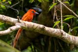 Rufous Paradise Flycatcher - Rosse Paradijsmonarch - Tchitrec roux