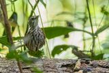 Striated Wren-Babbler - Gestreepte Woltimalia - Turdinule des Philippines