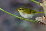 Lemon-throated Leaf Warbler - Dubois Boszanger - Pouillot  gorge citron